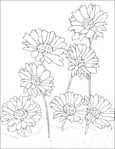 Hình tô màu hoa đồng tiền đẹp cho bé tập tô (11)