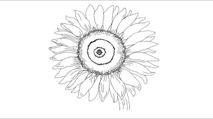 Hình tô màu hoa đồng tiền đẹp cho bé tập tô (12)