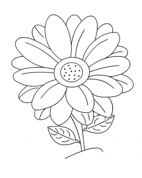 Hình tô màu hoa đồng tiền đẹp cho bé tập tô (14)