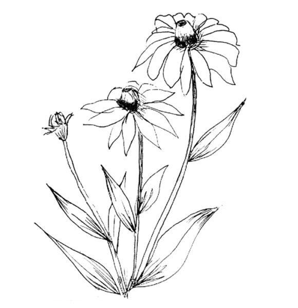 Hình tô màu hoa đồng tiền đẹp cho bé tập tô (15)