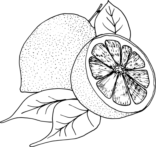 Hình tô màu quả bưởi đơn giản cho bé tập tô (10)