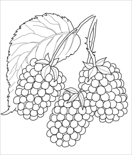 Hình tô màu rau củ quả cho bé tập tô (2)