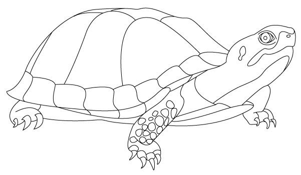 Hình tô mù con rùa cho bé tập tô (6)