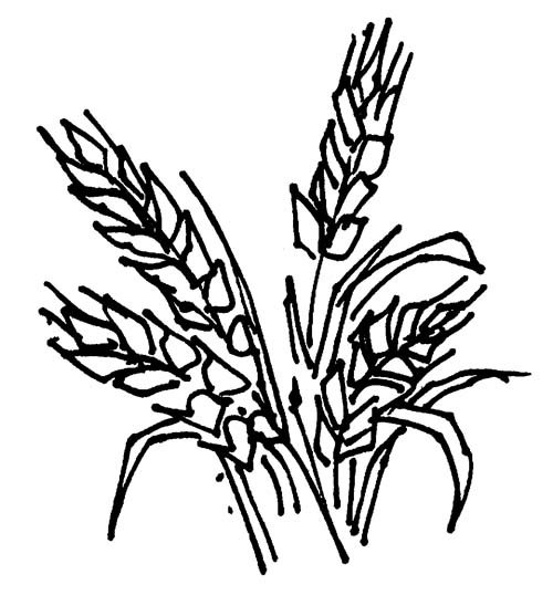 hinh-ve-chua-to-mau-canh-dong-lua-dep-cho-be-tap-to-12 Hình vẽ chưa tô màu cánh đồng lúa đẹp cho bé tập tô (12)