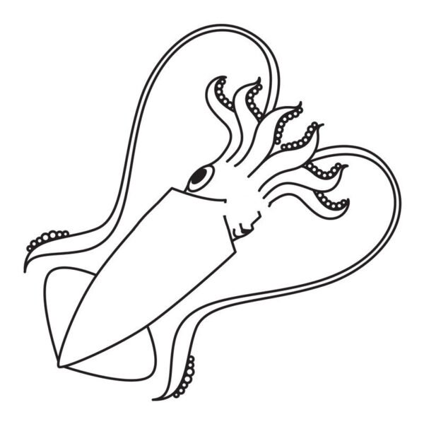 Hình vẽ chưa tô màu con mực cho bé tập tô (2)