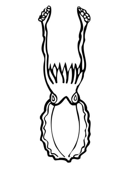 Hình vẽ chưa tô màu con mực cho bé tập tô (3)