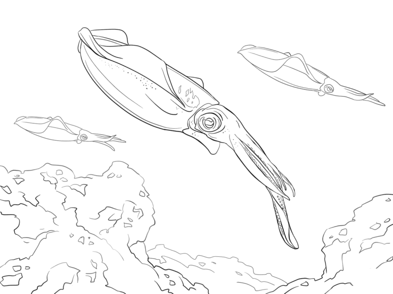 Hình vẽ chưa tô màu con mực cho bé tập tô (3)