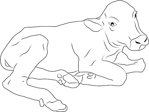 Hình vẽ chưa tô màu con trâu đáng yêu cho bé tập tô (2)