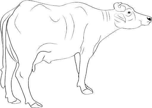Hình vẽ chưa tô màu con trâu đáng yêu cho bé tập tô (6)