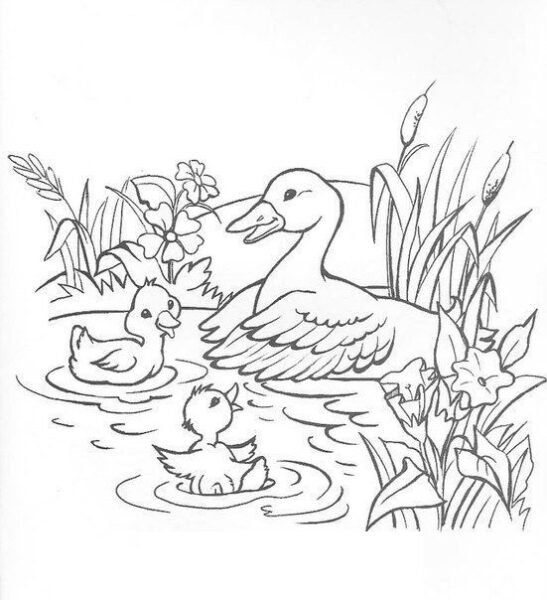 Hình vẽ chưa tô màu con vịt đẹp nhất cho bé tập tô (7)