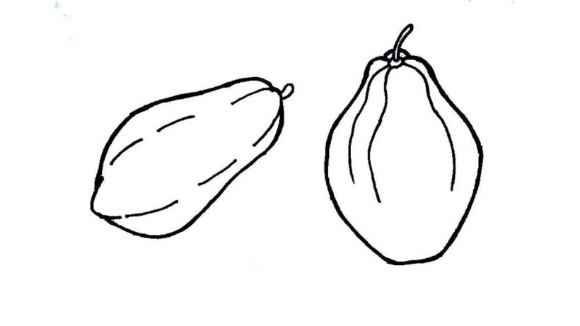 how to draw papaya fruit step step in easy way drawing