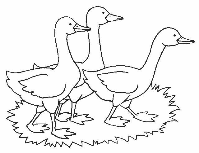 Hình vẽ đen trắng con vịt cho bé tô màu (4)