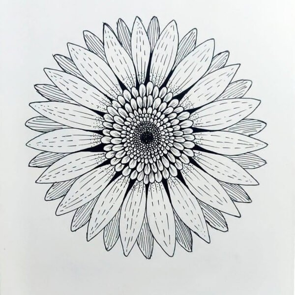 Hình vẽ đen trắng hoa đồng tiền đẹp nhất cho bé tô màu (2)