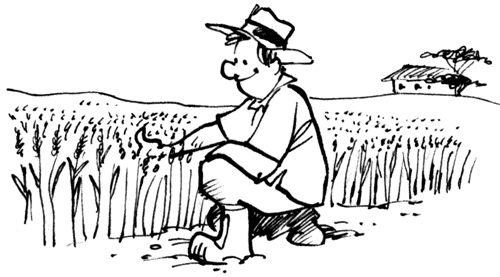 mau-tranh-to-mau-canh-dong-lua-dep-cho-be-tap-to-7 Mẫu tranh tô màu cánh đồng lúa đẹp cho bé tập tô (7)