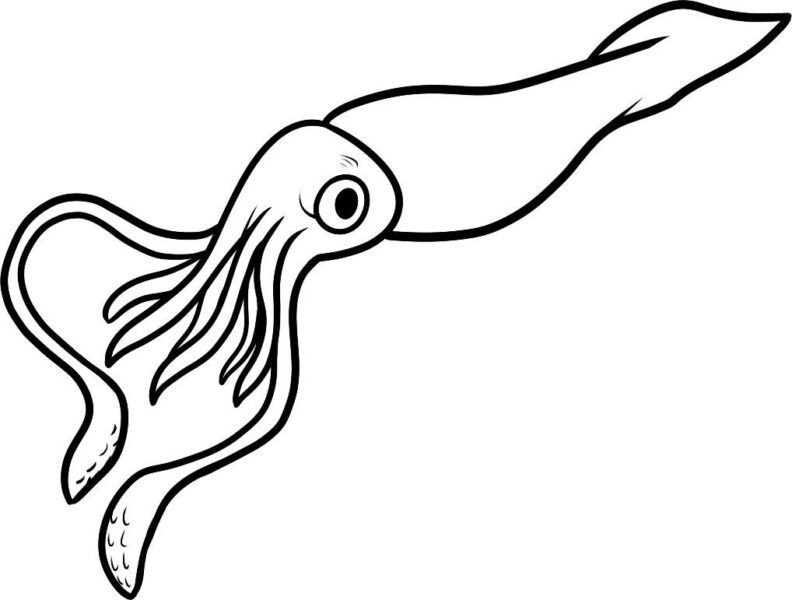 Black and white drawing squid image in Cliparts category at pixy.org