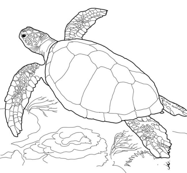 Mẫu tranh tô màu con rùa cho bé tập tô (3)