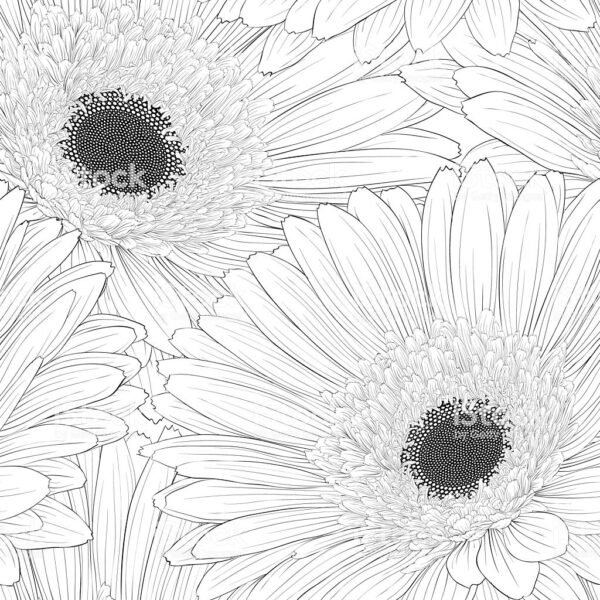 Mẫu tranh tô màu hoa đồng tiền đẹp cho bé tập tô (19)