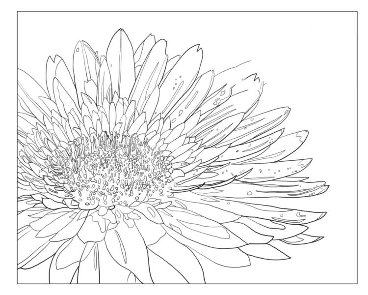 tổng hợp các bức tranh tô màu hoa đồng tiền