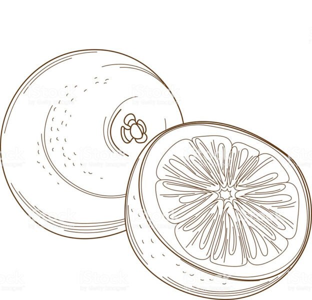 Tổng hợp các bức tranh tô màu quả bưởi đẹp nh