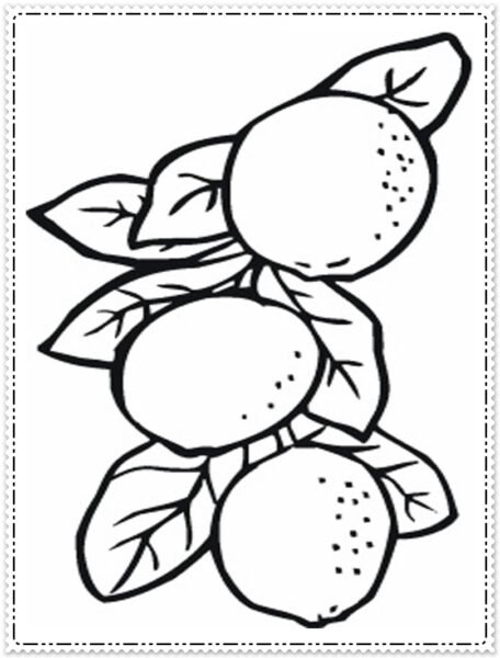 Tổng hợp các bức tranh tô màu quả bưởi đẹp nh