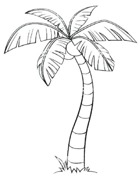 Tranh cây dừa