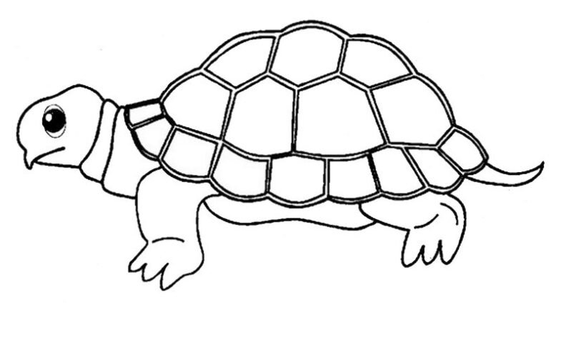 Tranh con rùa