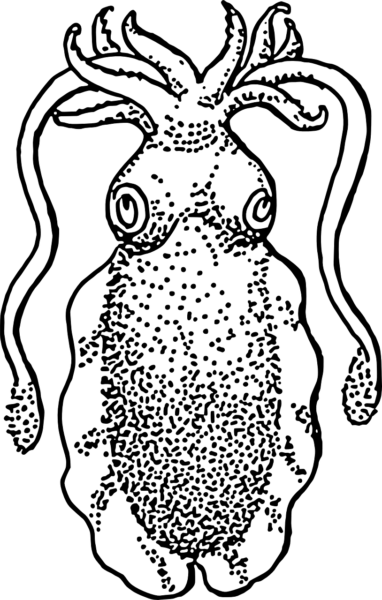 Tranh tô màu con mực cho bé tập tô (11)