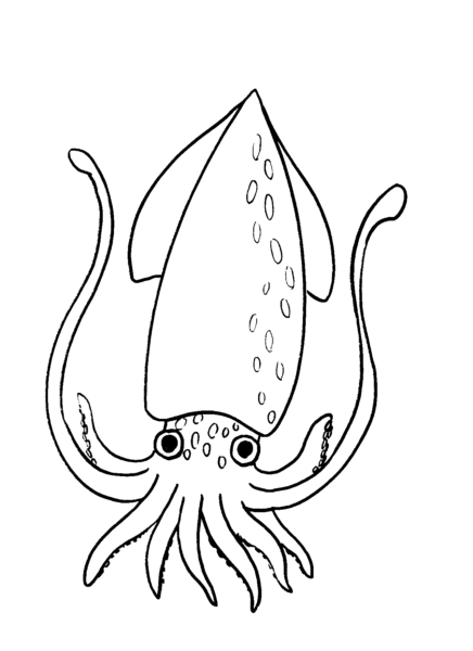 Tranh tô màu con mực cho bé tập tô (15)