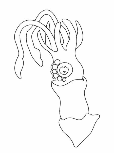 Tổng hợp các bức tranh tô màu con cá mực đẹp nh