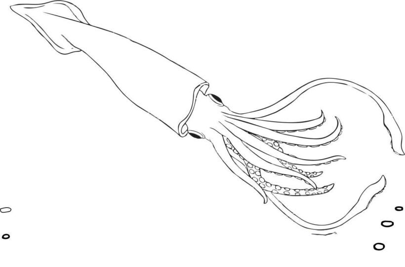 Tranh tô màu con mực cho bé tập tô (17)