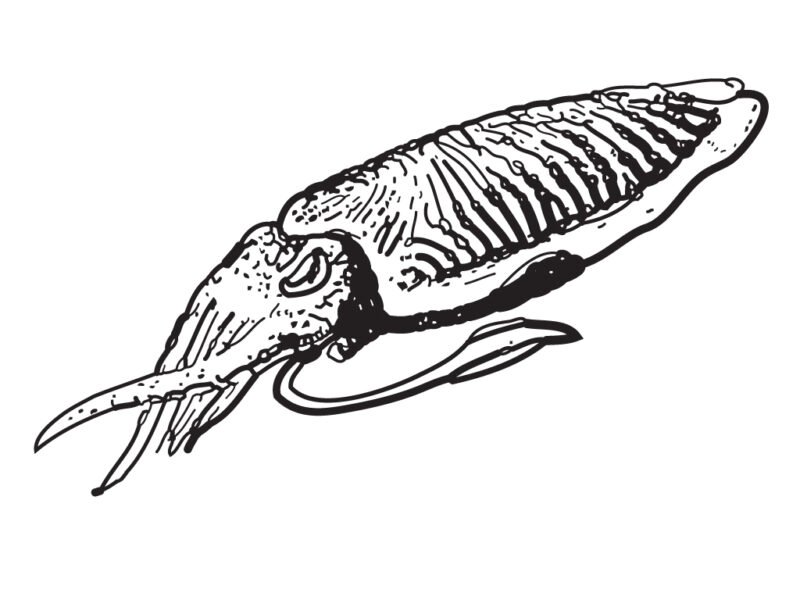 Tranh tô màu con mực cho bé tập tô (20)