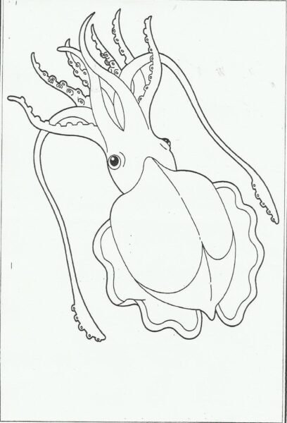 Tổng hợp các bức tranh tô màu con cá mực đẹp nh