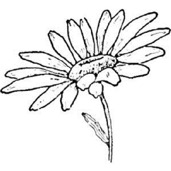 Tranh tô màu hoa đồng tiền đẹp cho bé tập tô (12)