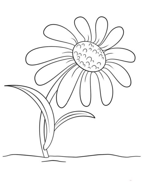 Tranh tô màu hoa đồng tiền đẹp cho bé tập tô (25)