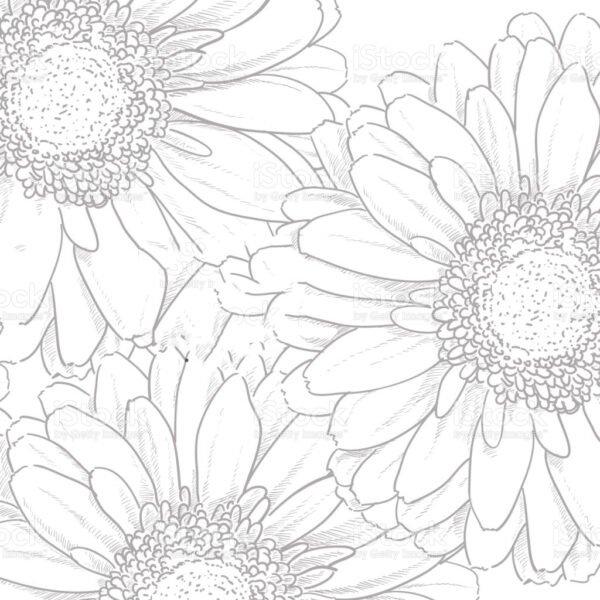 Tranh tô màu hoa đồng tiền đẹp cho bé tập tô (26)