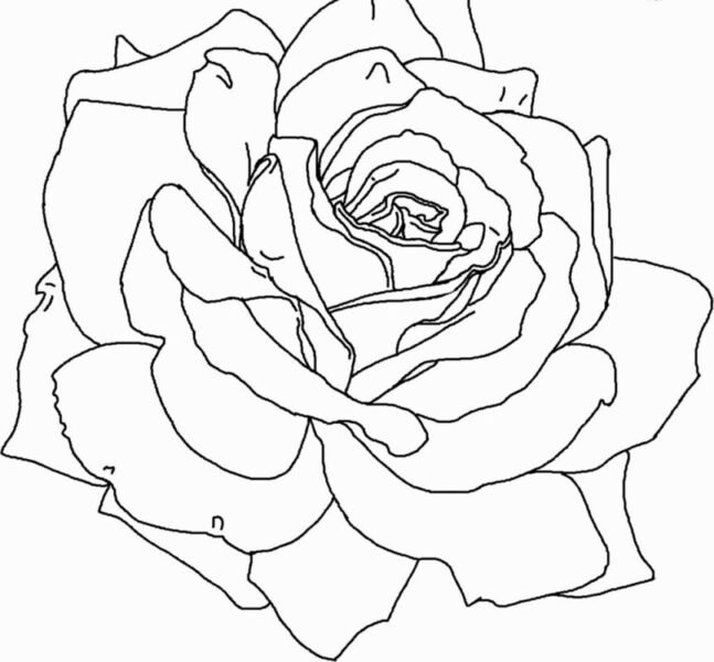Tranh tô màu hoa hồng đẹp nhất cho bé tập tô (3)