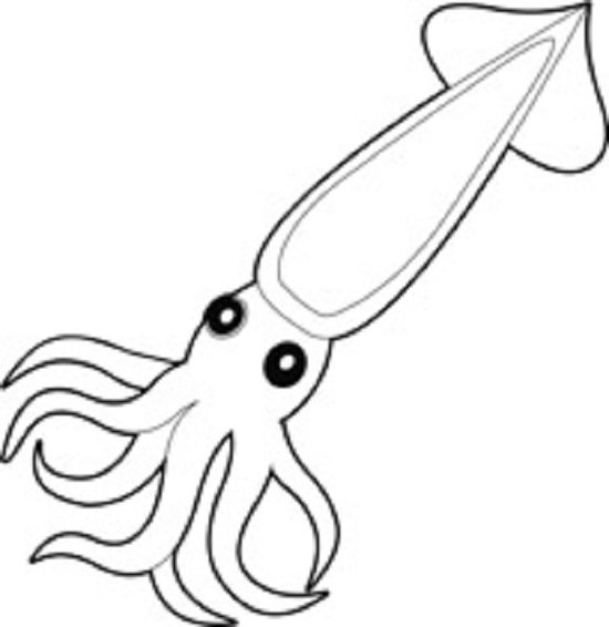 soft body large squid with tentacles invertebrae animal black white outline clipart