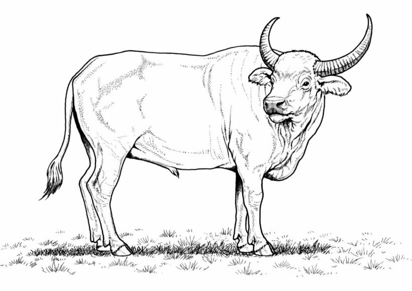 Tranh vẽ chưa tô màu con trâu cho bé tập tô (2)