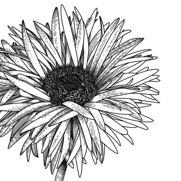 Tranh vẽ chưa tô màu hoa đồng tiền đẹp cho bé tập tô (5)