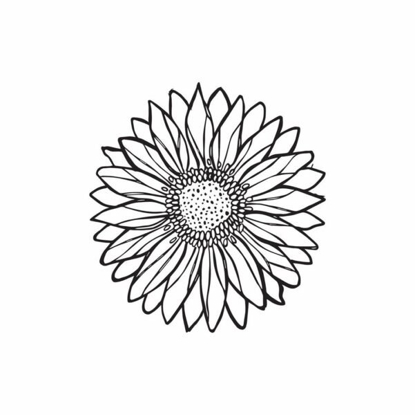 Tranh vẽ chưa tô màu hoa đồng tiền đẹp cho bé tập tô (6)