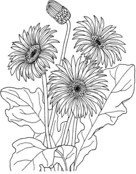 Tranh vẽ chưa tô màu hoa đồng tiền đẹp cho bé tập tô (9)