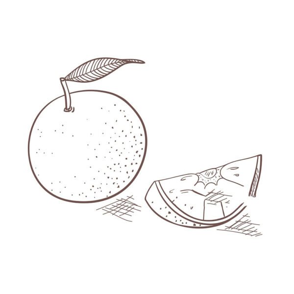 Tổng hợp các bức tranh tô màu quả bưởi đẹp nh