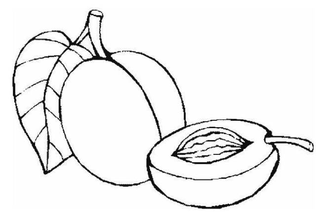 Tranh vẽ chưa tô màu rau củ quả cho bé tập tô (2)